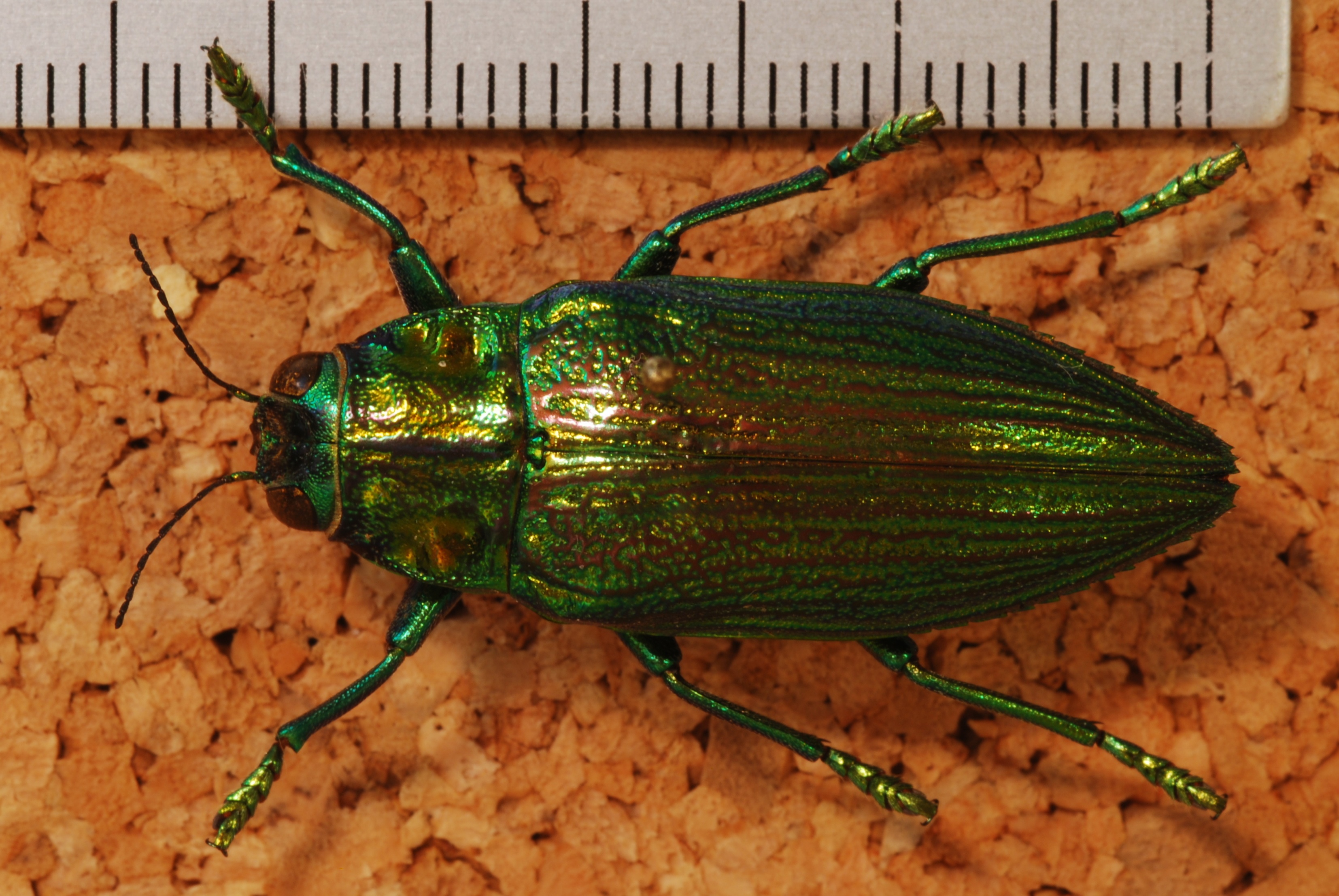 Jewel Beetle (Chrysodema radians) (8249372417).jpg