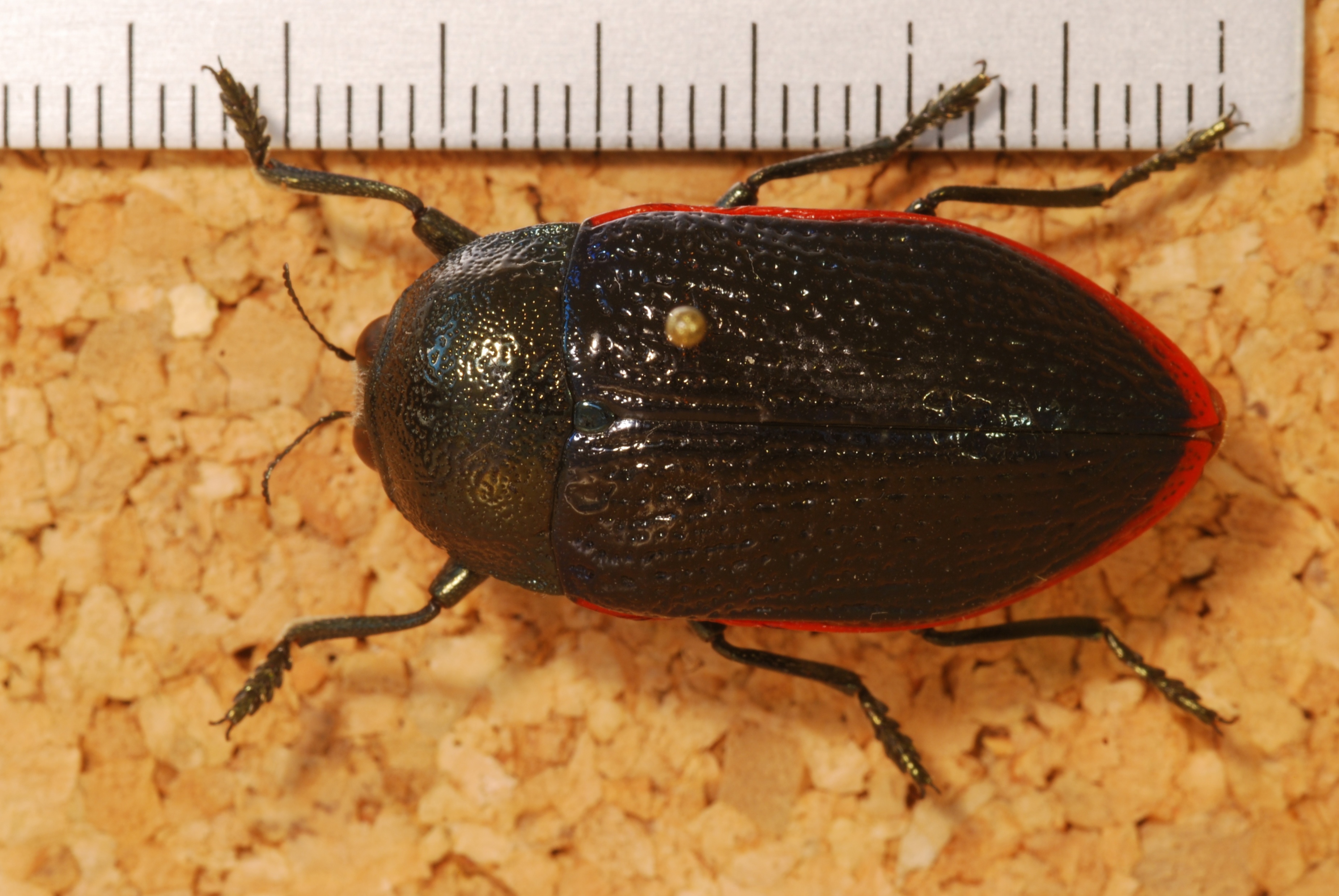 Jewel Beetle (Temognatha obscuripennis) (8247876224).jpg