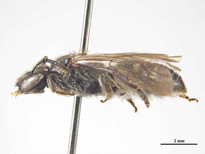 File:Lasioglossum littleri f.jpg