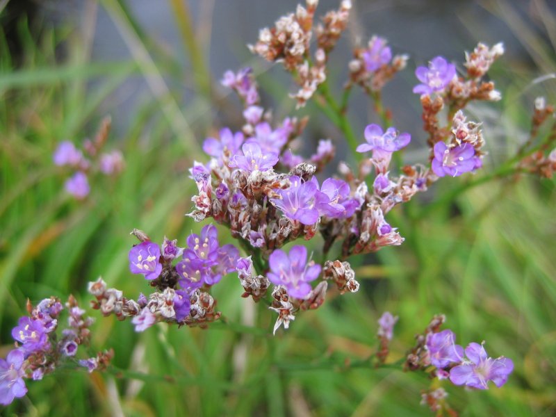 File:Limonium vulgare.jpeg