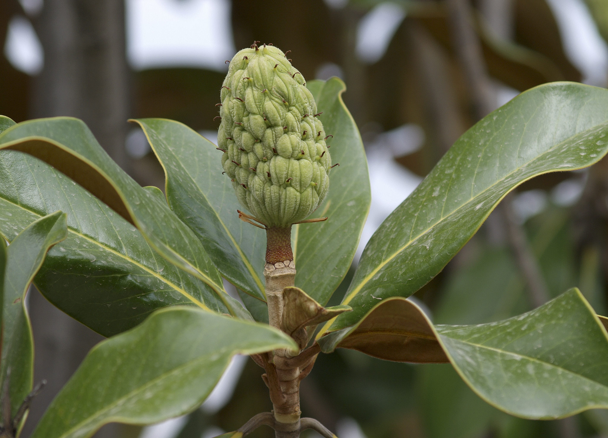 File:Magnolia-grandiflora-fruto.jpg - Wikimedia Commons