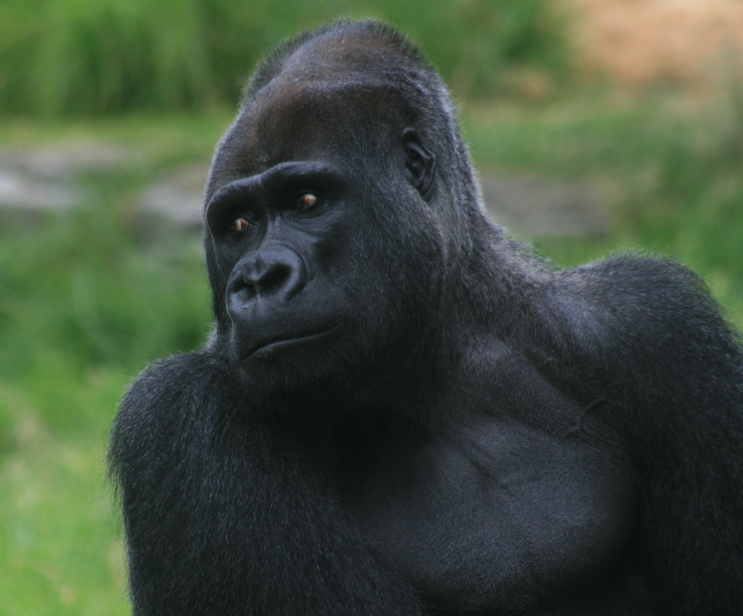 how much does a silverback gorilla weigh