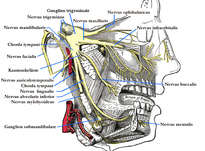 Anatomie N. trigeminus