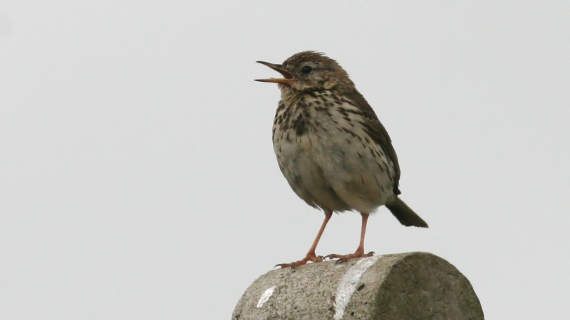 File:Meadow Pipit (Anthus pratensis) (3).jpg