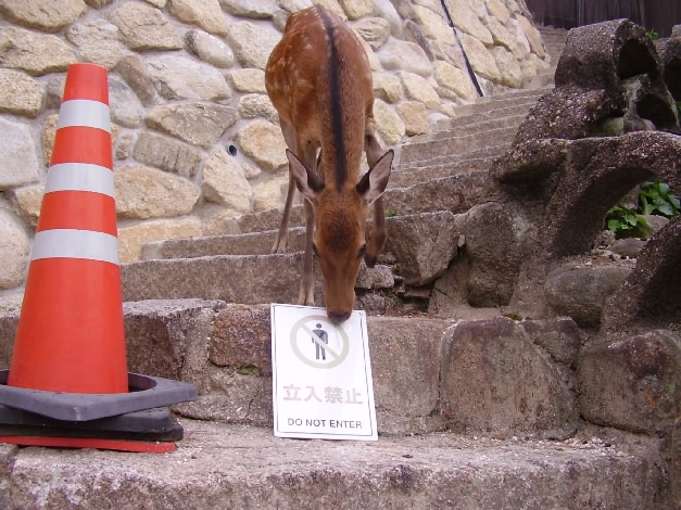 File:Miyajima Deer Maintenance..JPG