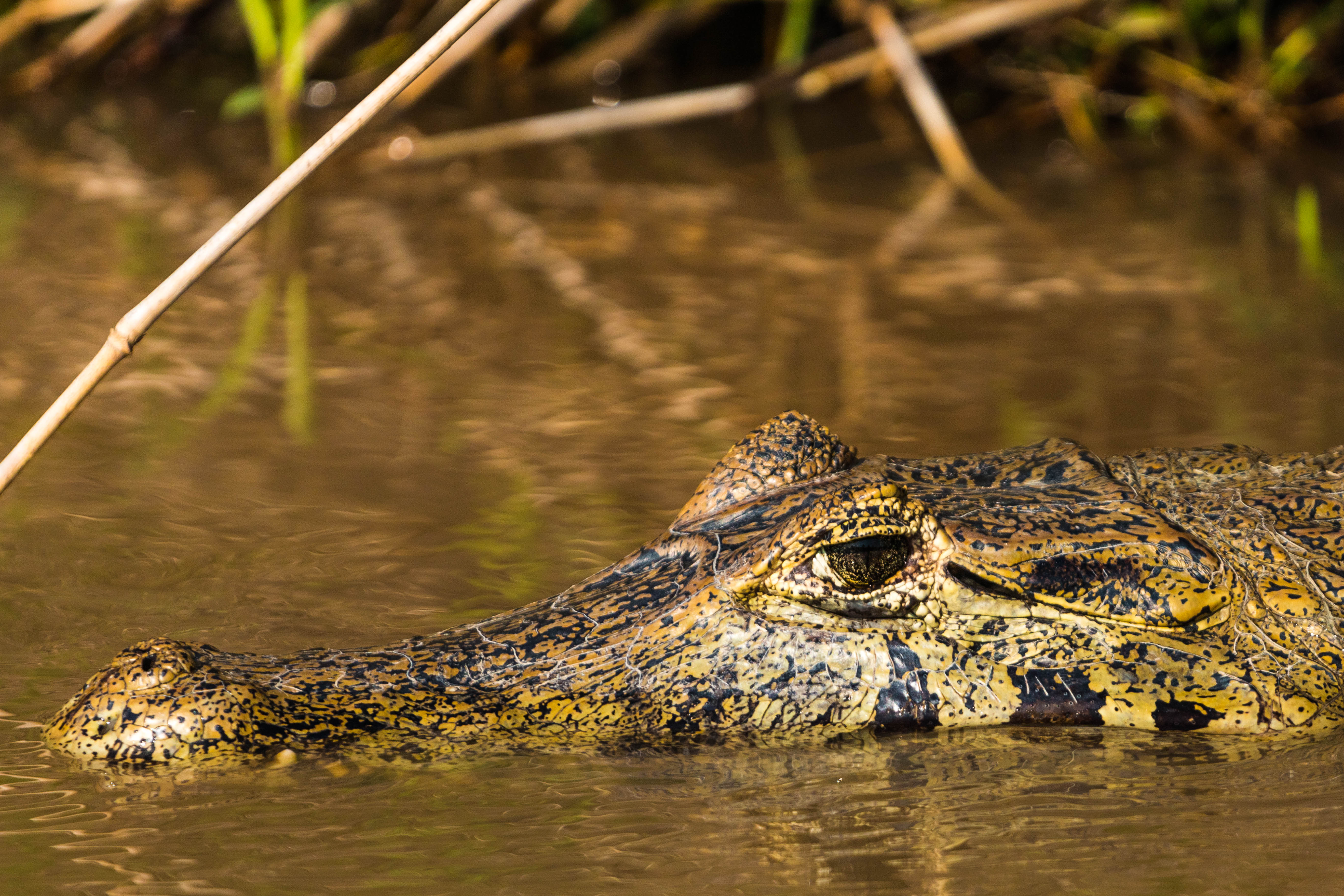 Alagado no pantanal hi-res stock photography and images - Alamy