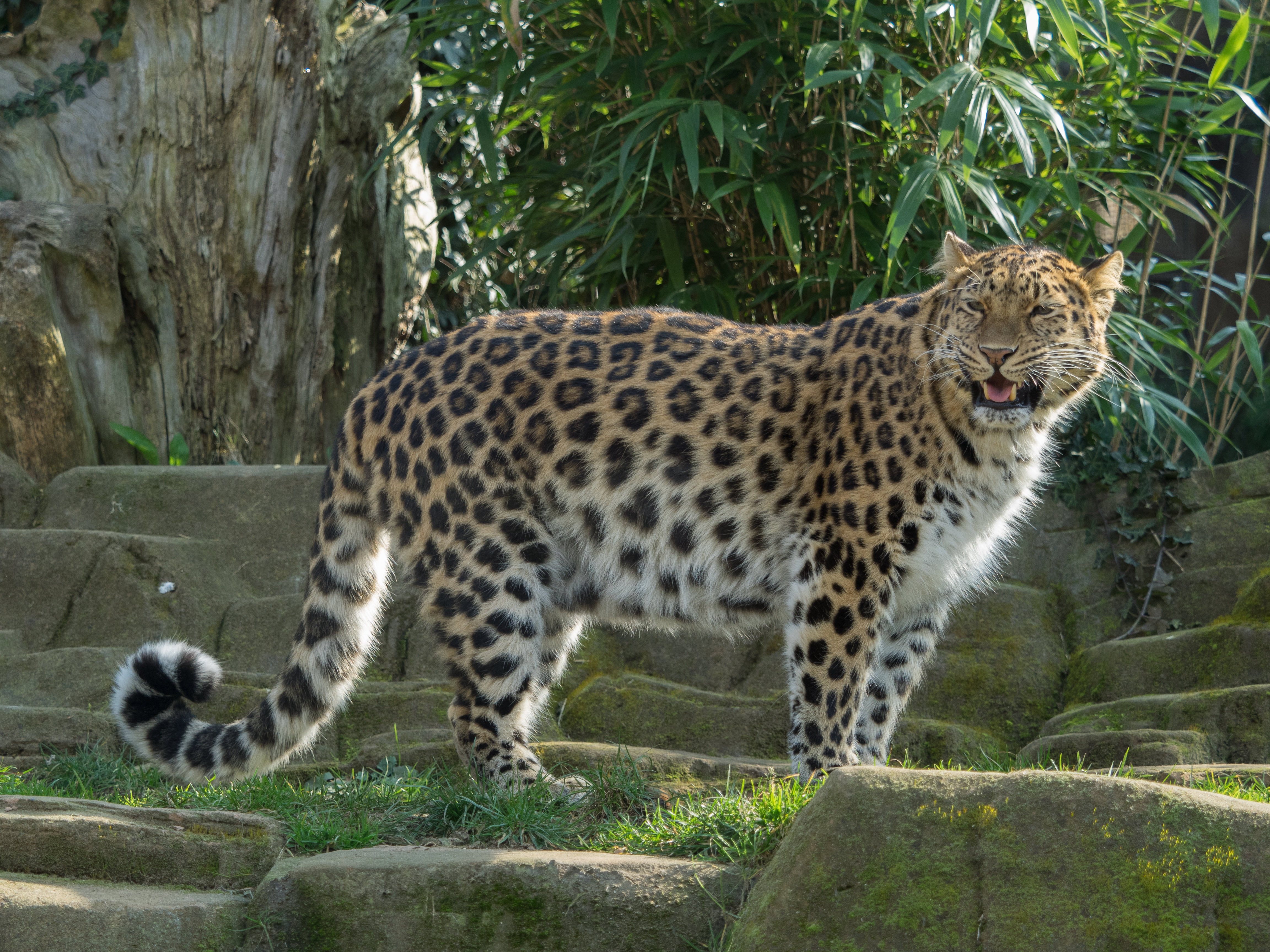 amur leopard habitat forest