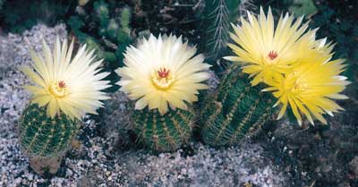 File:Parodia stockingeri.jpg