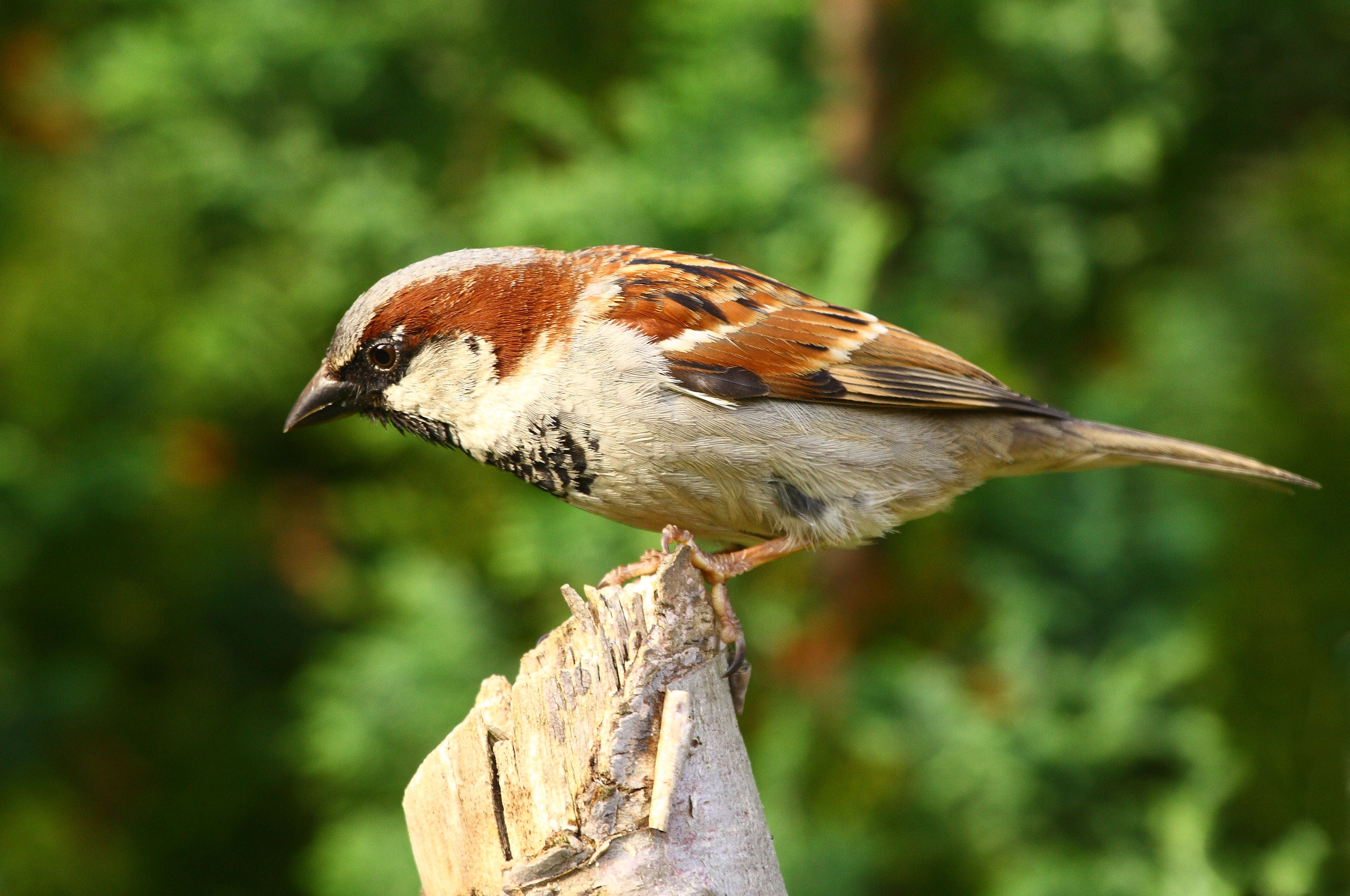 House sparrow - Wikipedia