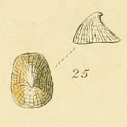 <i>Propilidium</i> genus of molluscs