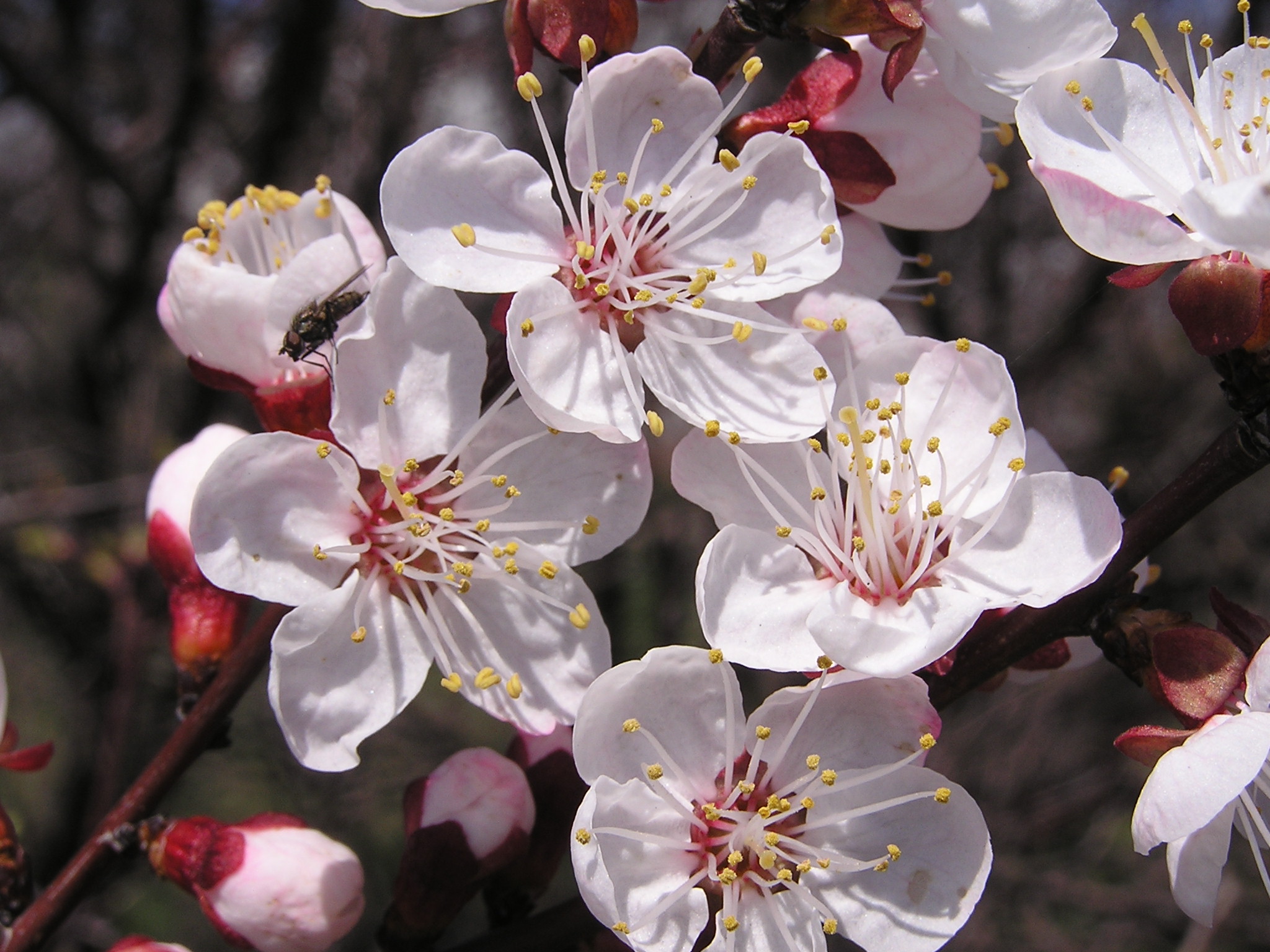 Prunus armeniaca - Wikipedia