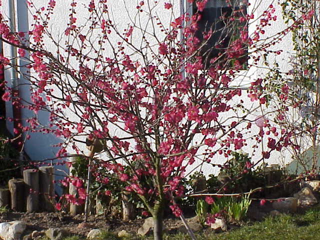 File:Prunus mume5.jpg