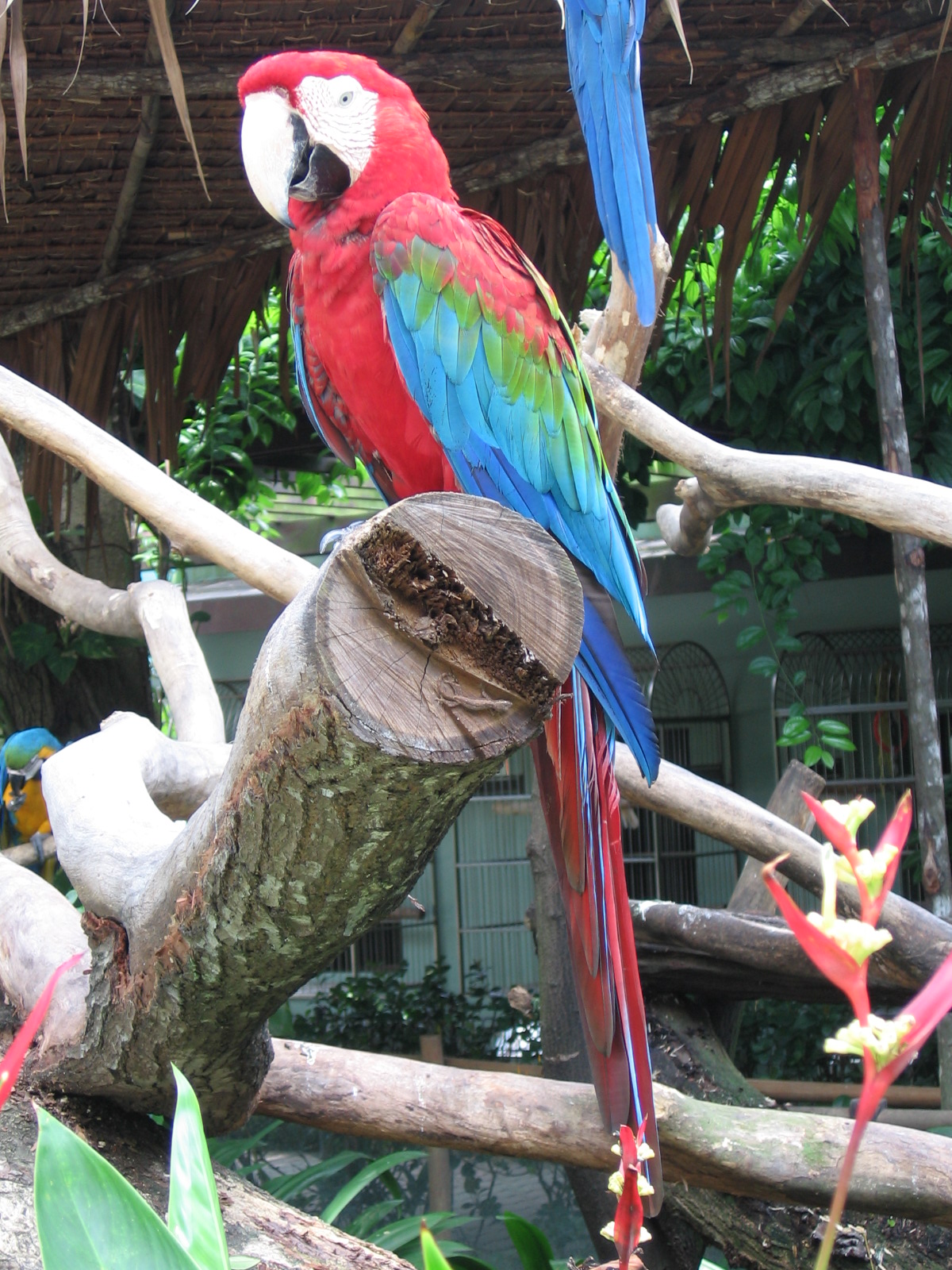 imod lotteri frost Fil:Red-and-green Macaw, Ara chloroptera 2, JBP, Nov 06.JPG - Wikipedia,  den frie encyklopædi