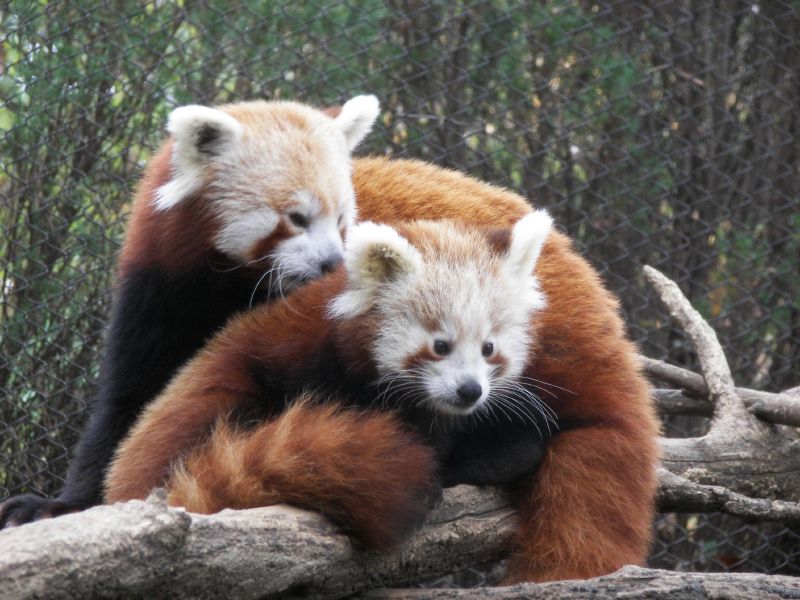 File:Redpandasrule - Mom & baby (by-sa).jpg