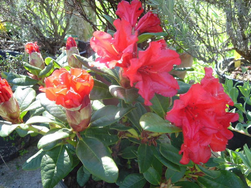 File:Rhododendron repens 'Scarlet Wonder' 3.JPG