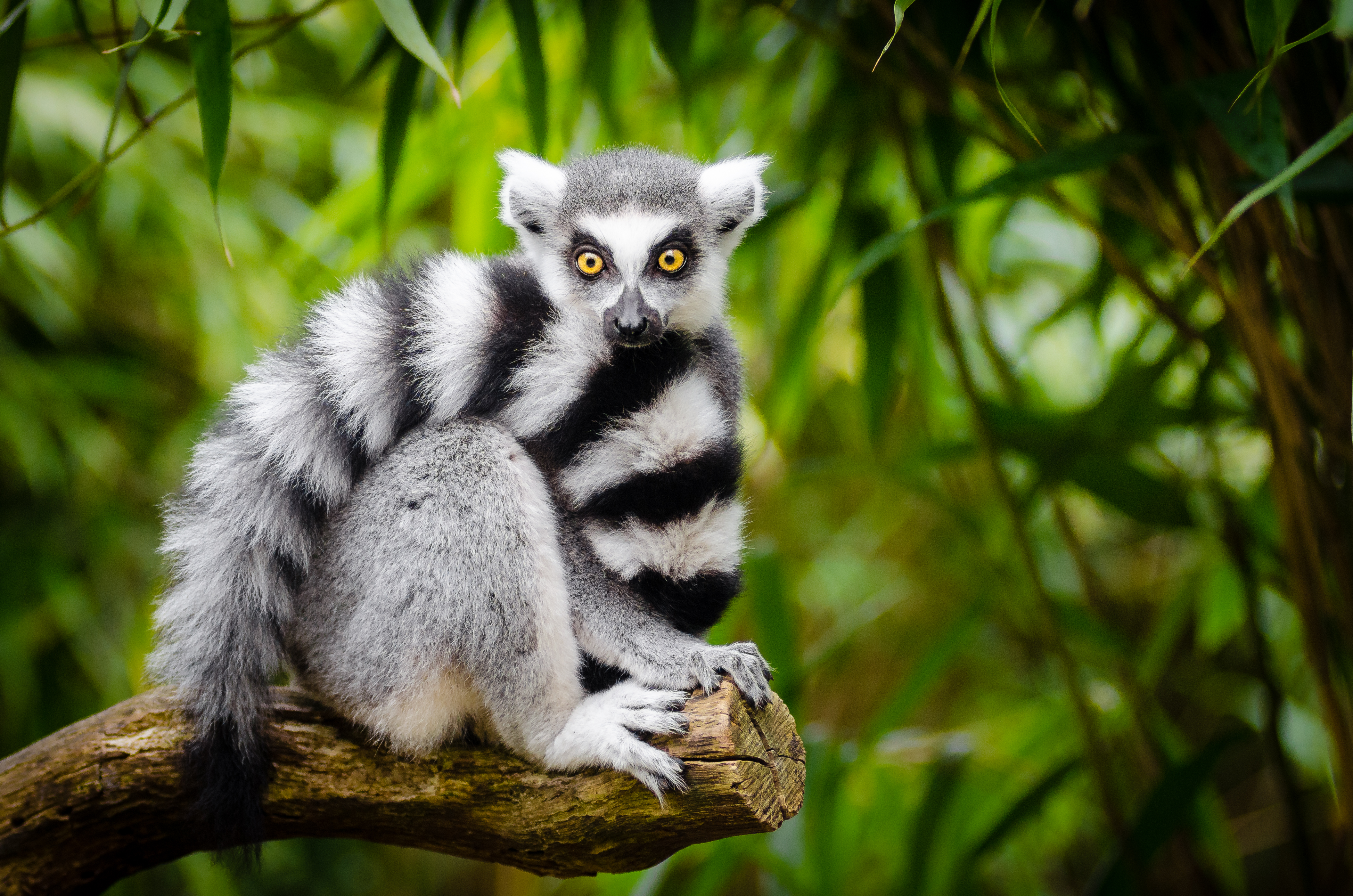ring-tailed lemur endangered