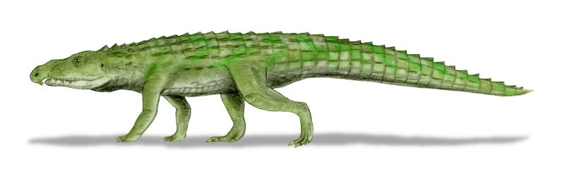 File:Riojasuchus BW.jpg