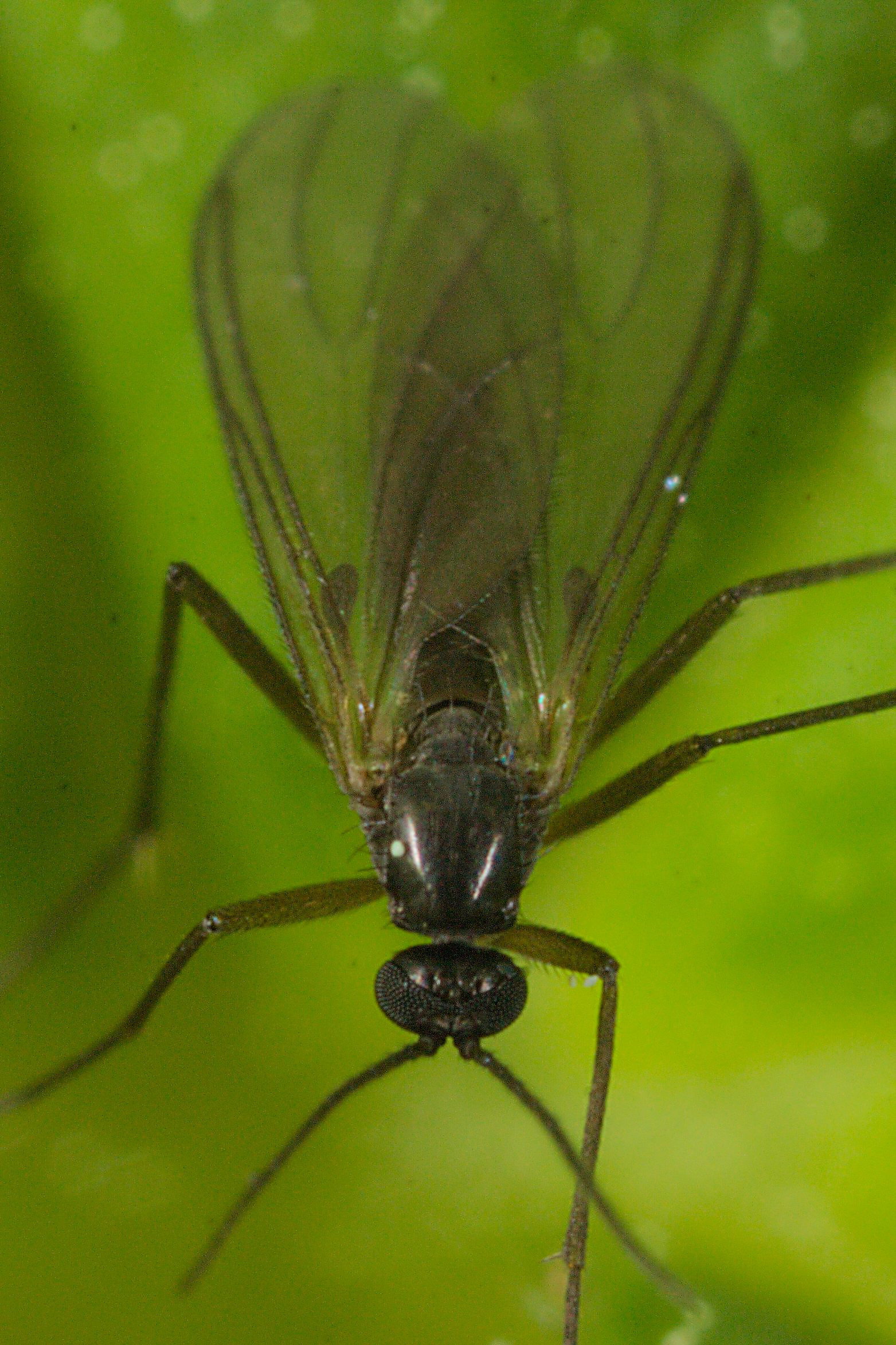 Sciaridae — Wikipédia