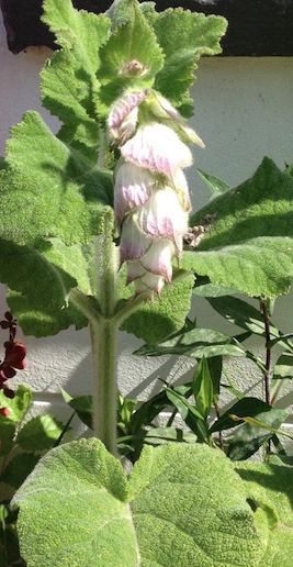 File:Salvia sclarea - Scharlei.png