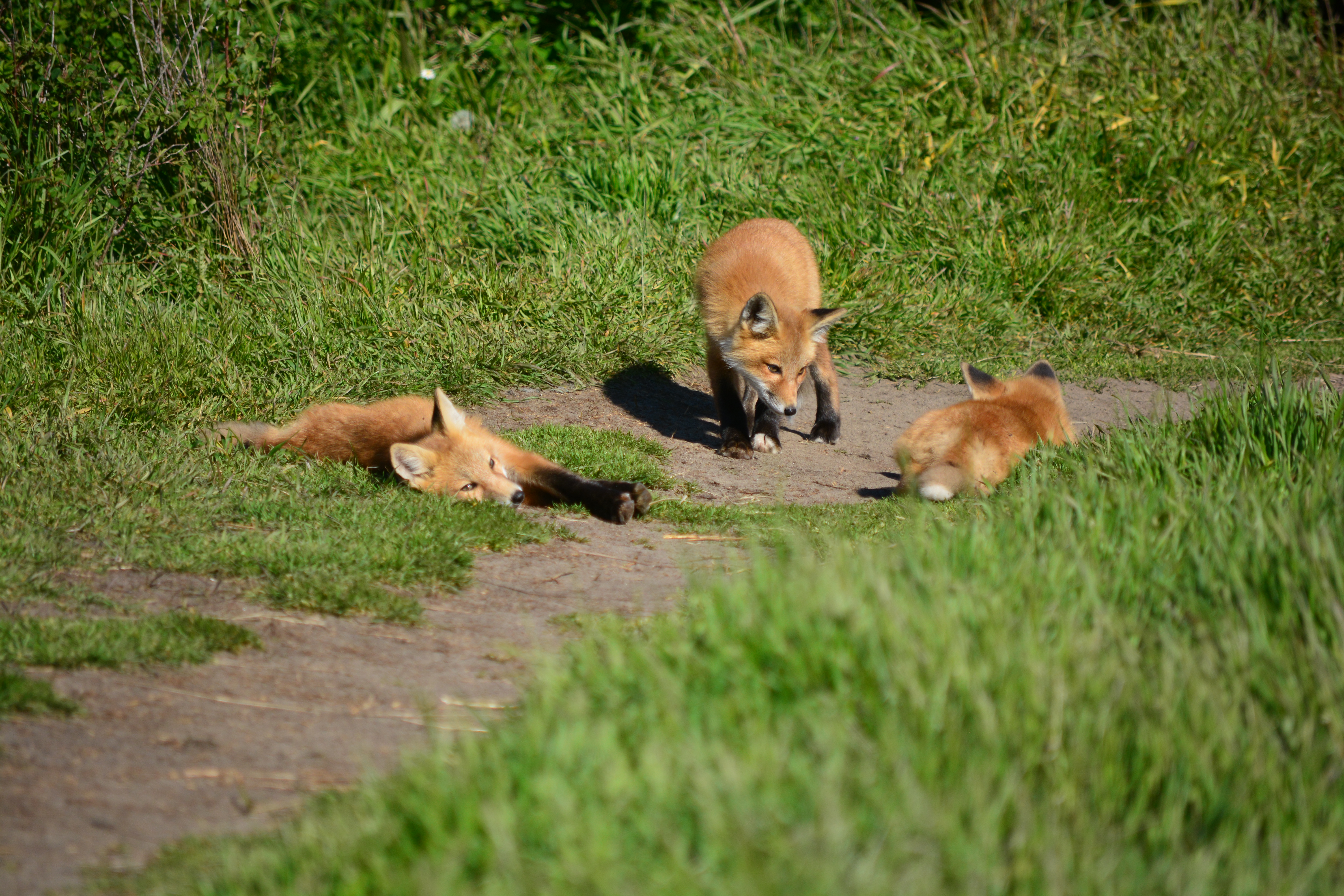 Лис 8 9 6 7. Long Pointy Fox Poo.