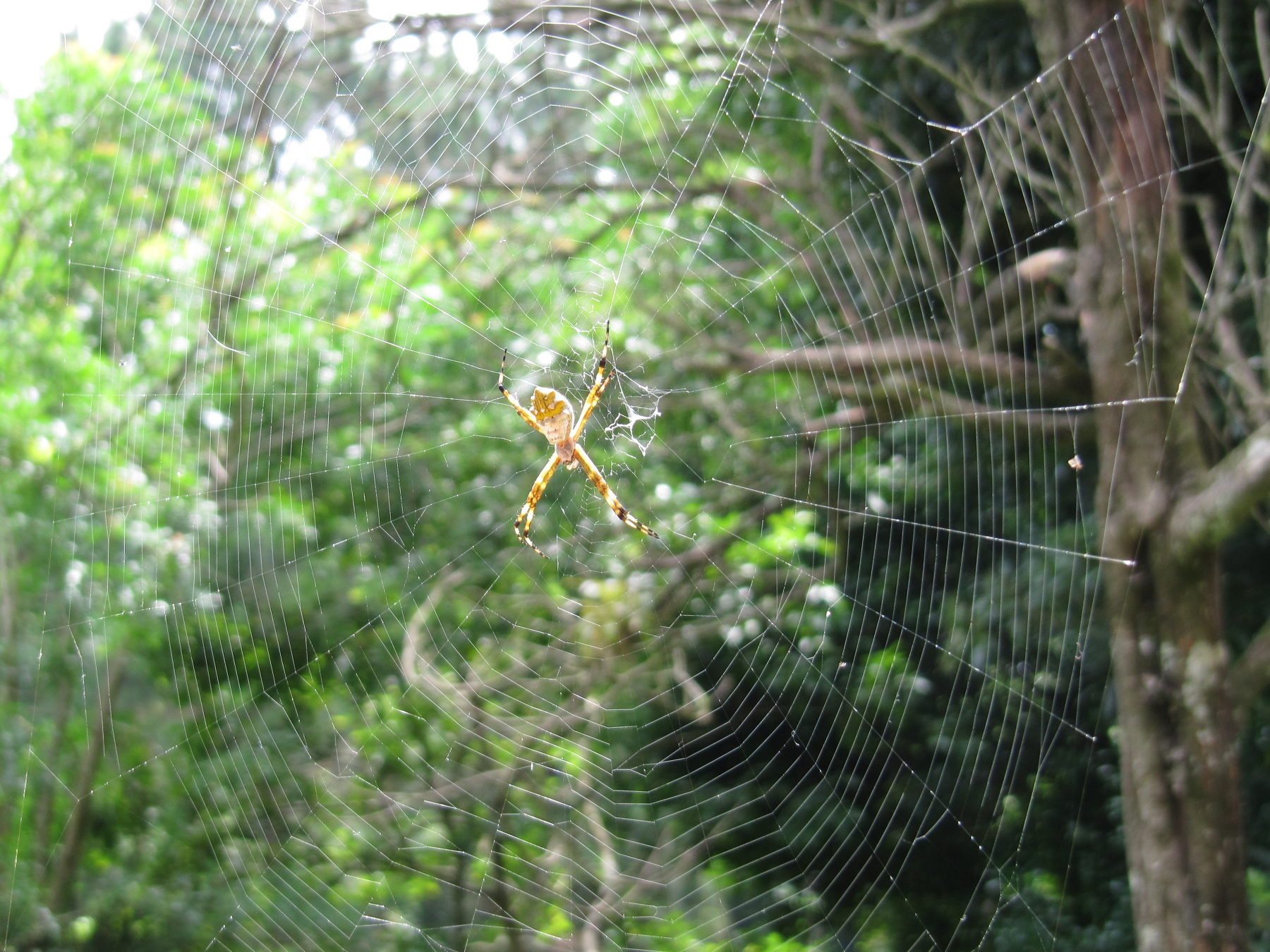 File Silver Garden Spider Jpeg Wikimedia Commons