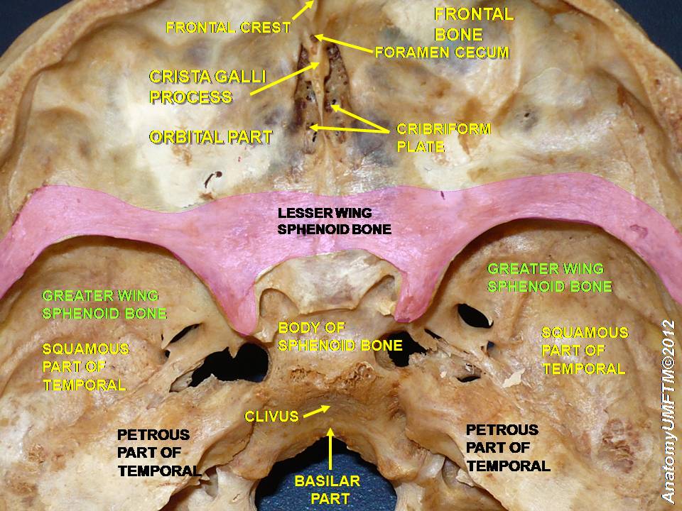 lesser wing of sphenoid bone