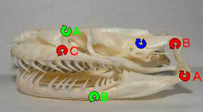 snake skull anatomy