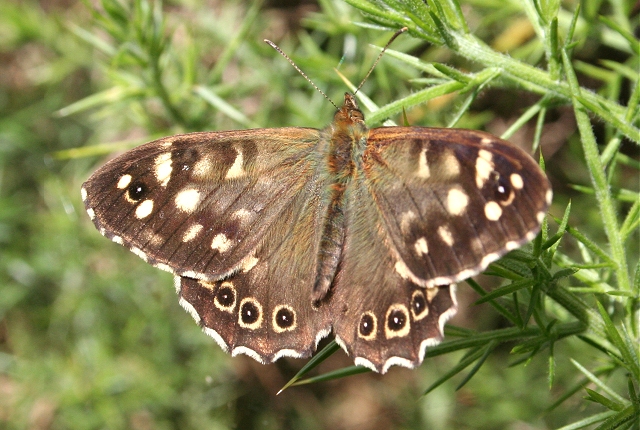 File:Speckled Wood Butterfly (Pararge aegeria) - geograph.org.uk - 199396.jpg