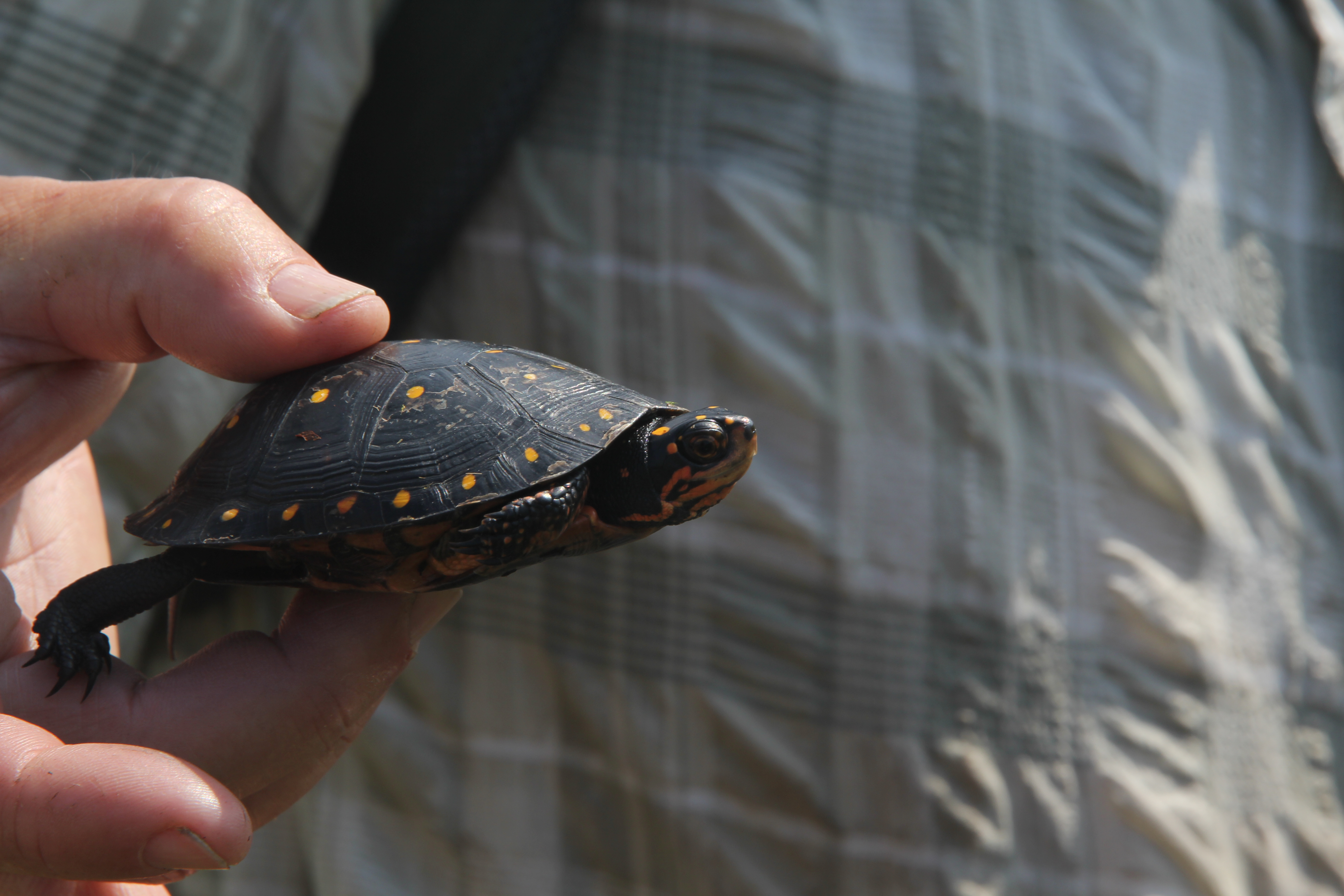 spotted turtles in shallow water