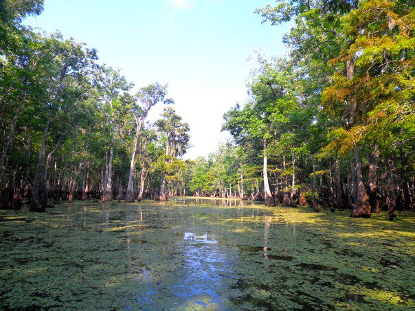 File:Swamp in Slidell.jpg