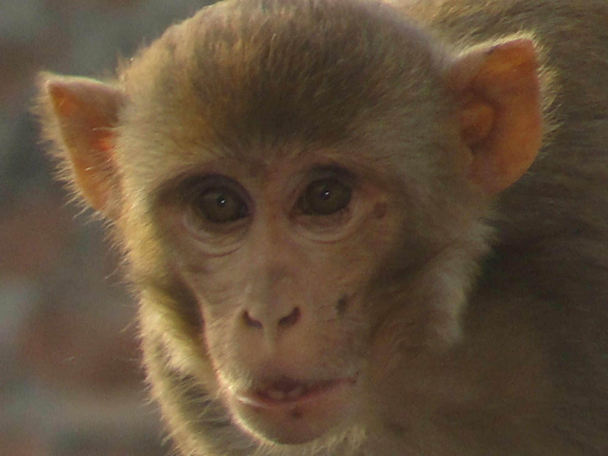 indian macaque