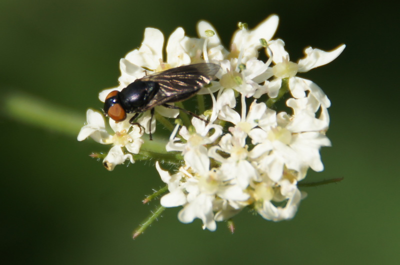 File:The hoverfly Chrysogaster solstitialis, Struy - geograph.org.uk - 4101801.jpg