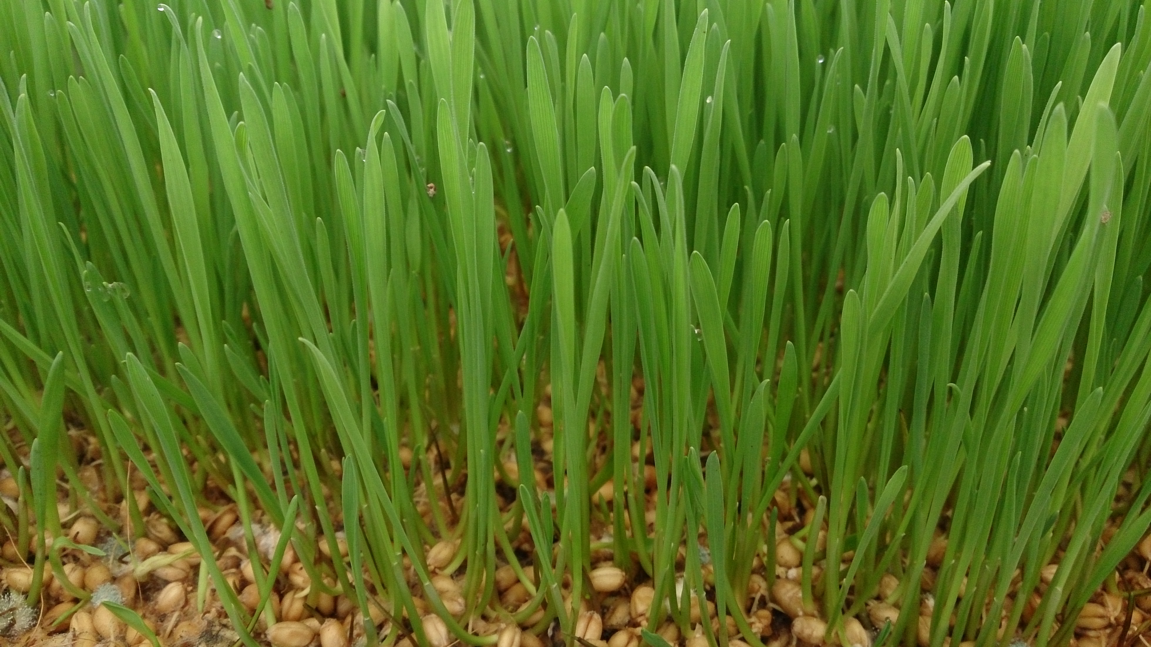 Comment faire pousser de l'herbe de blé en 5 étapes simples