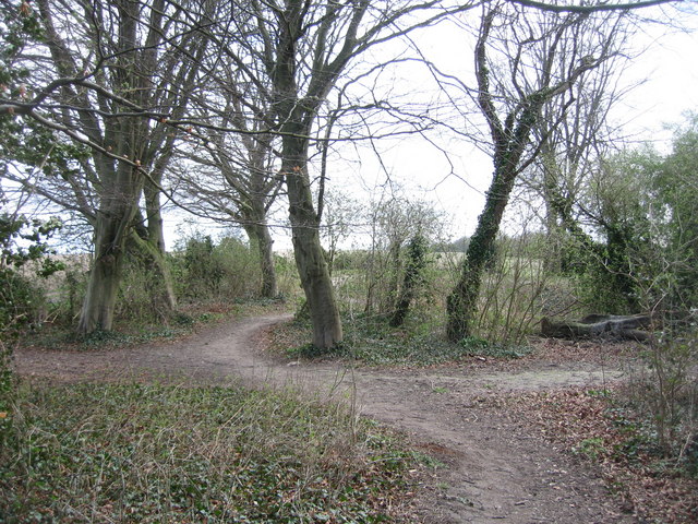 File:Within Nine Wells LNR - geograph.org.uk - 751806.jpg