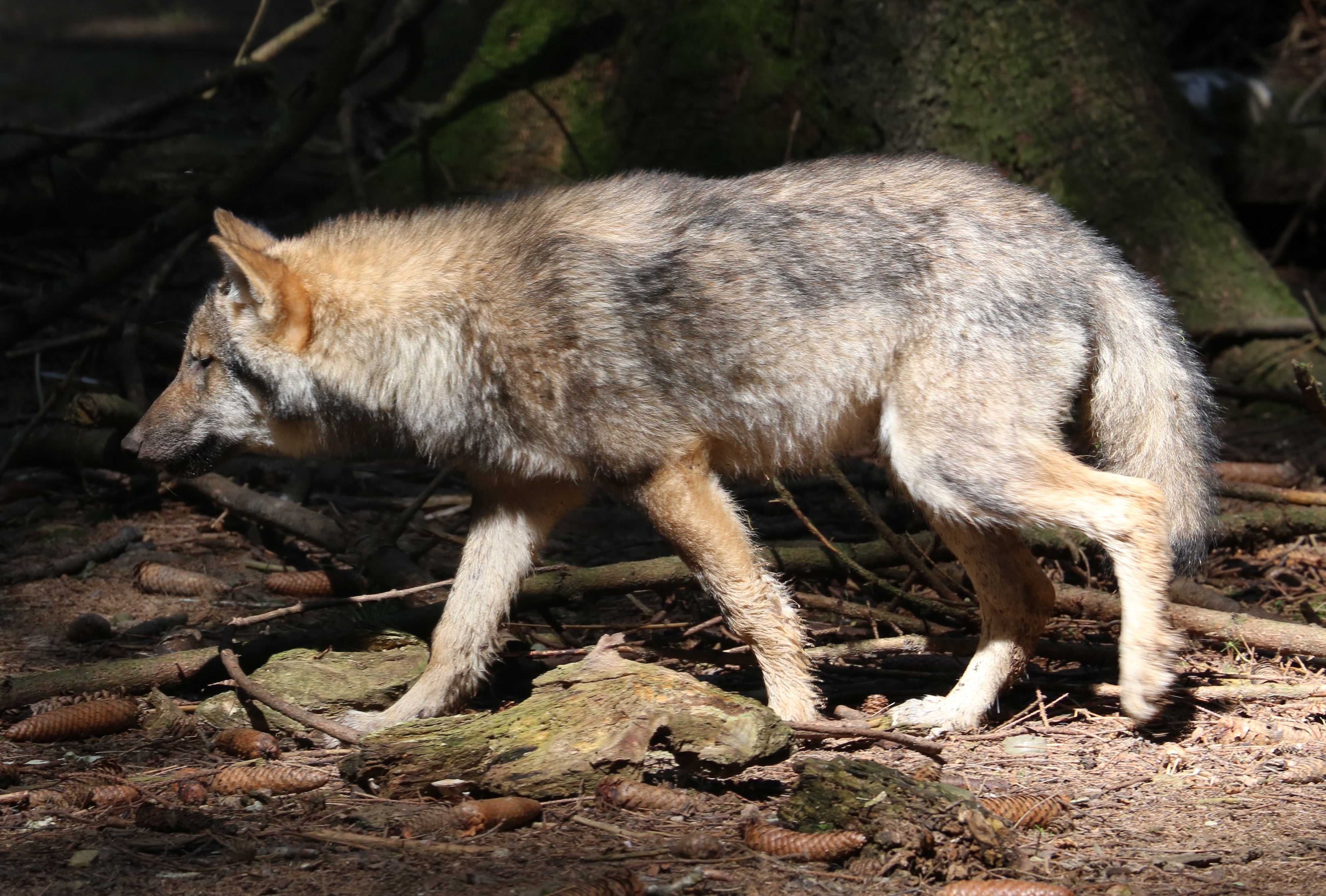 Сумеречные животные. Гребнистый волк. Длинноногий волк. Canis Lupus Dingo (Taxon). Реинтродукции диких животных