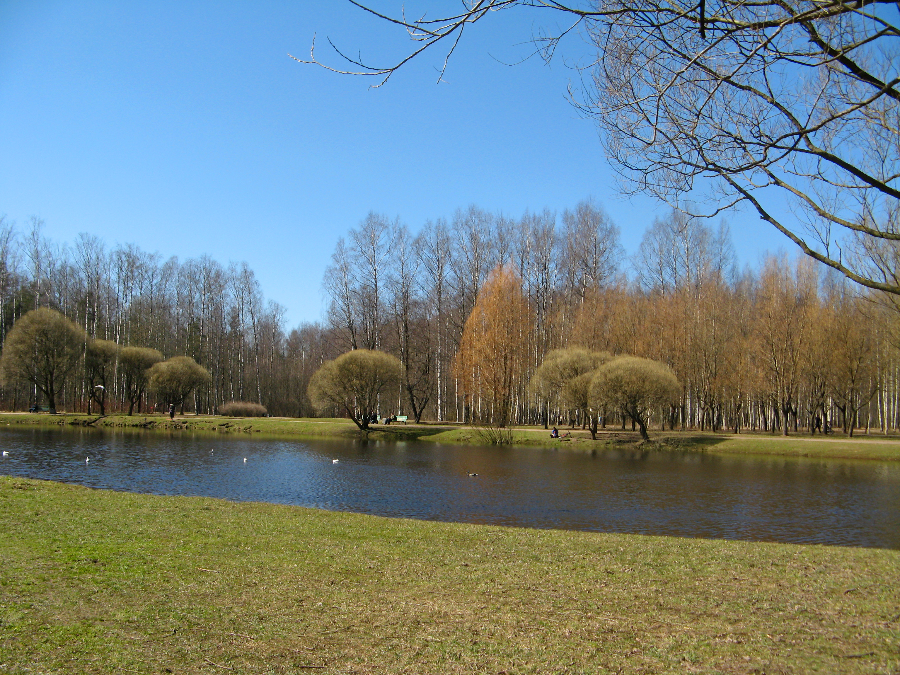 петербург парк сосновка