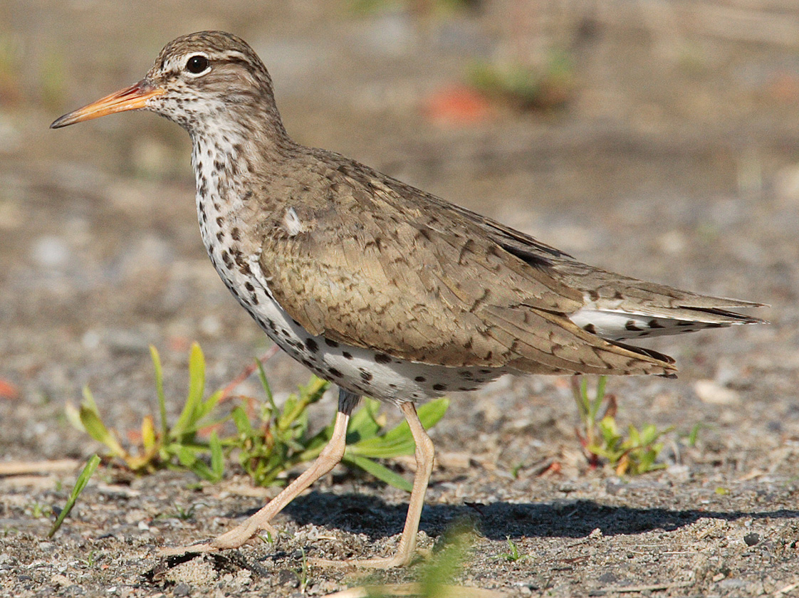 Spotted Sandpiper