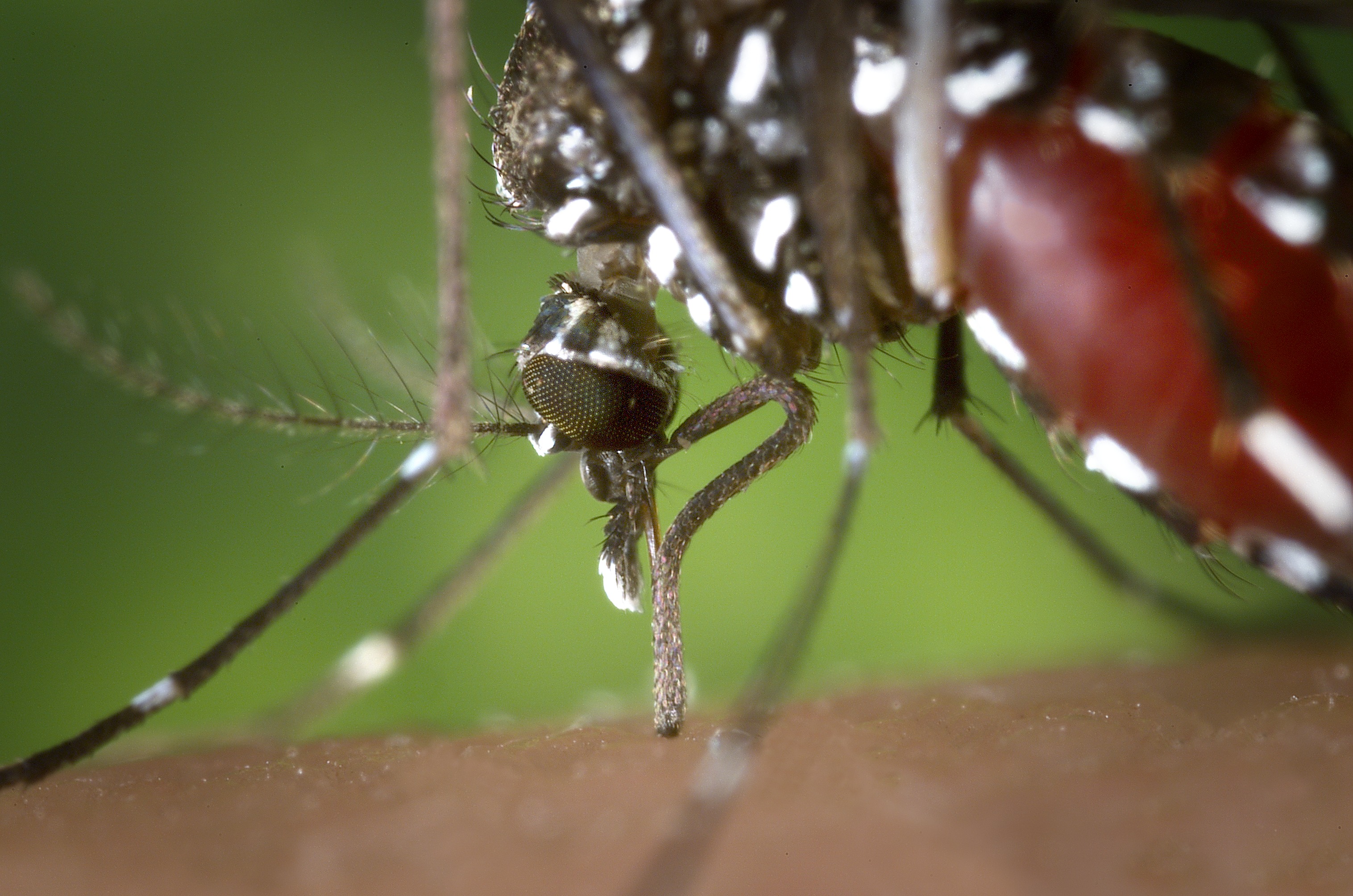 Mosquito Aedes albopictus. Fuente: Wikipedia