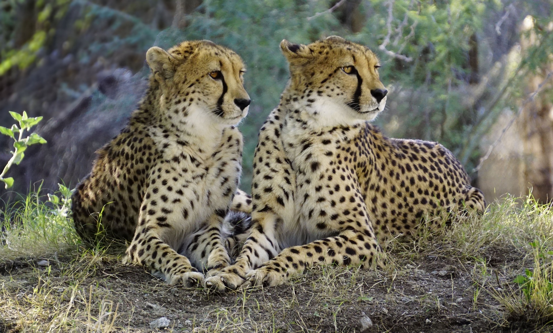 File:African Cheetah.jpg - Wikimedia Commons