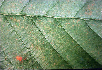 File:Alder showing ozone discolouration.jpg