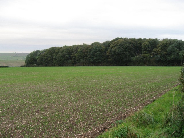 File:An Unnamed Wood - geograph.org.uk - 267844.jpg