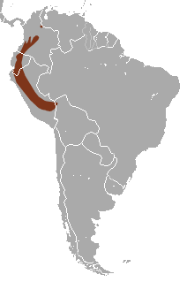 Andean Slender Mouse Opossum area.png
