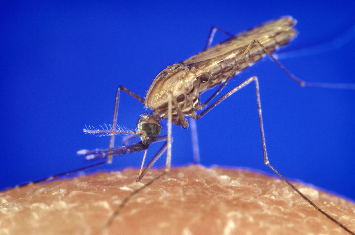 Anopheles gambiae mosquito feeding 1354.p lores