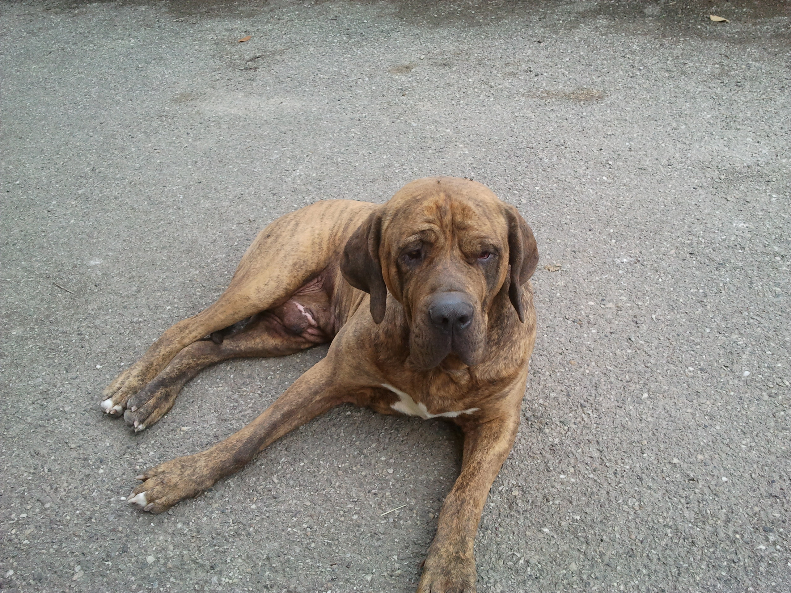 Tudo Sobre a Raça Fila Brasileiro - Características, Fotos e muito mais -  Portal do Dog