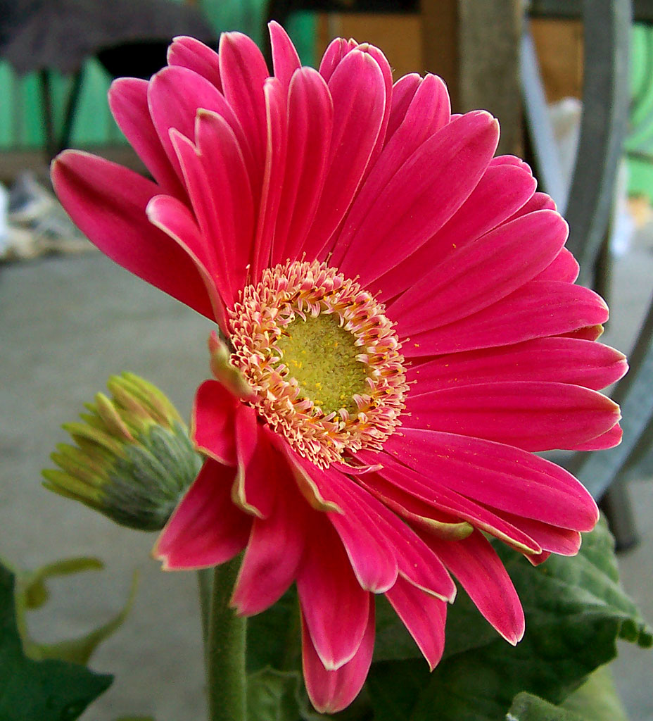 Gerbera – Wikipédia, a enciclopédia livre