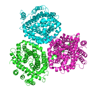 Betaine transporter Proteins