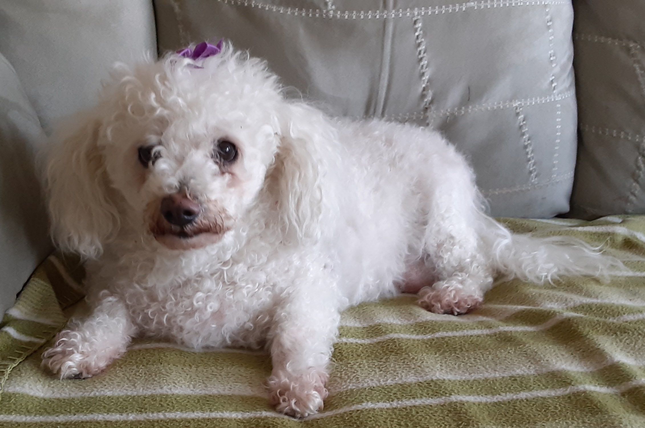 Old sales bichon frise