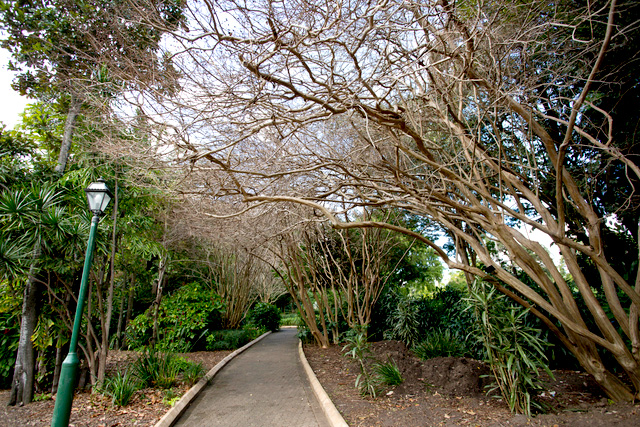 File:Brisbane City Botanic Gardens path.jpg