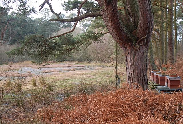 File:Burnside Wood - geograph.org.uk - 663068.jpg