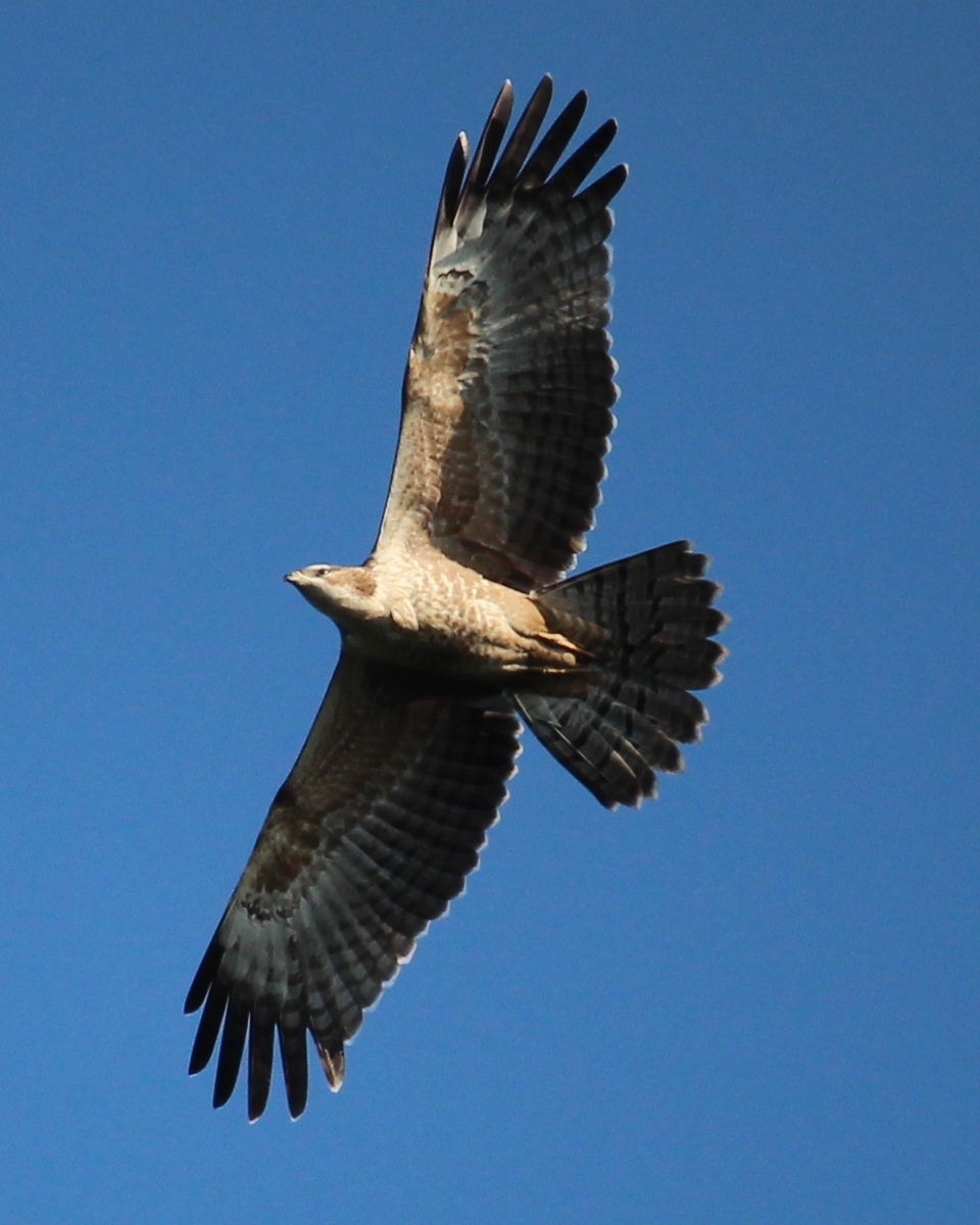 Butastur indicus (in flight).JPG